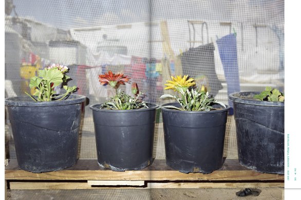 Rooted Henk Wildschut