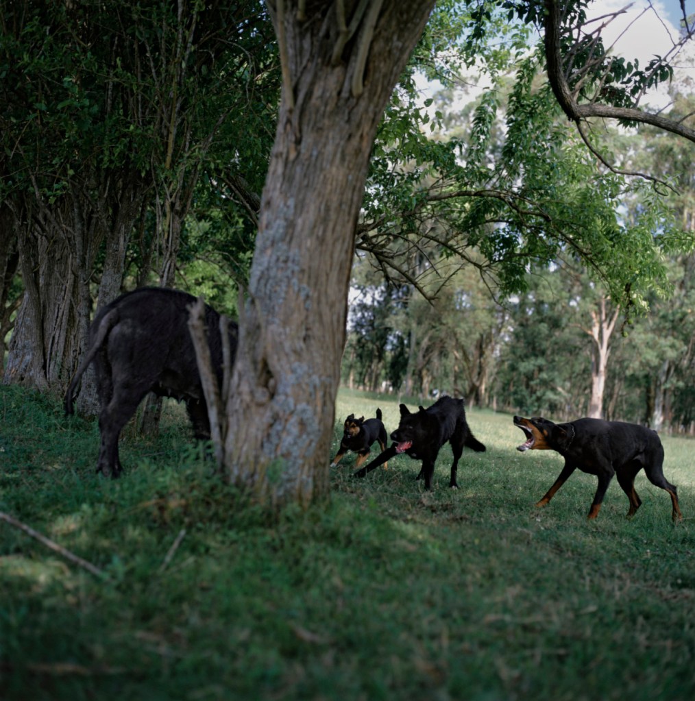 Alessandra Sanguinetti - On The Sixth Day