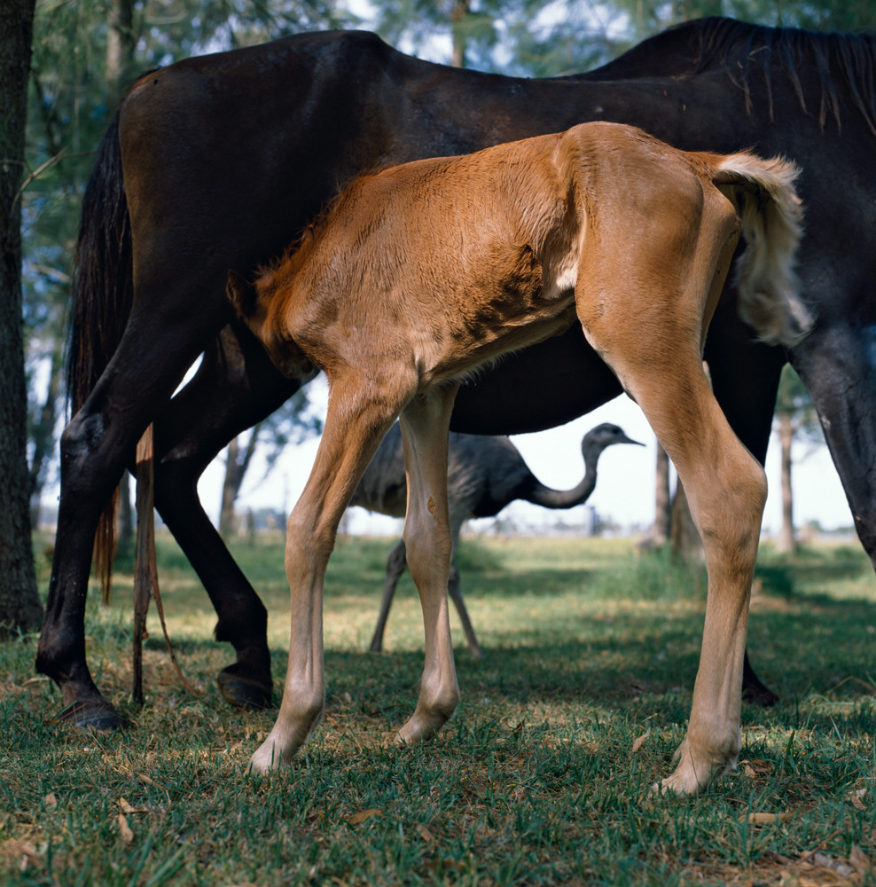 Alessandra Sanguinetti - On The Sixth Day